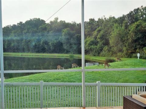 View from the pool