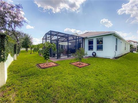 Fruit trees (papaya and mango)