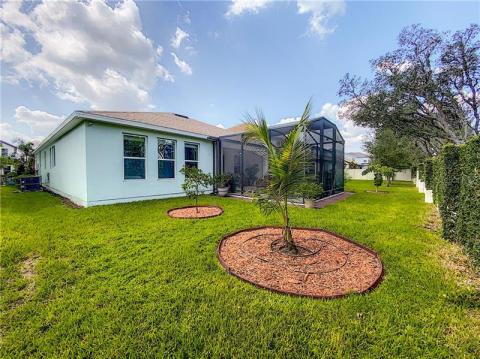 Fruit trees (coconut and orange)