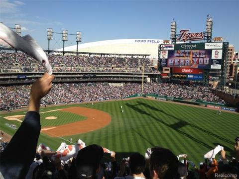 Tiger's Baseball