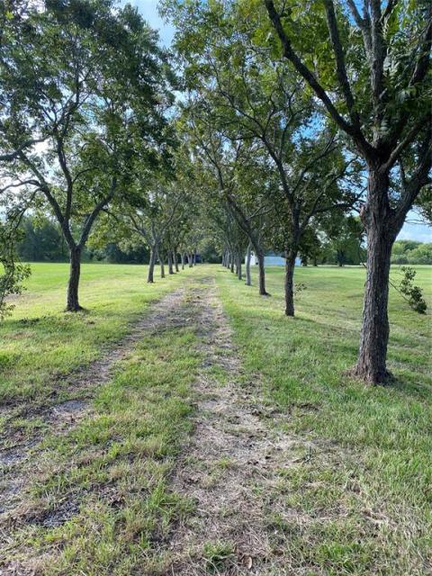 Beautiful pecan tree lined drive into property.